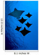 [Dc] Galapagos, Six Spotted Eagle Rays View From Below B1924 Wall Mural