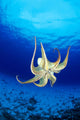 Hawaii, Day Octopus Midwater With Sunburst, Underside B1935 Wall Mural