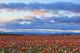 Sunrise Over A Tulip Field At Wooden Shoe Tulip Farm Wall Mural
