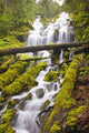 Proxy Falls In Willamette National Forest Wall Mural
