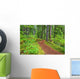 Trail To Proxy Falls In Willamette National Forest Wall Mural