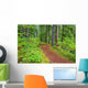 Trail To Proxy Falls In Willamette National Forest Wall Mural