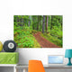 Trail To Proxy Falls In Willamette National Forest Wall Mural