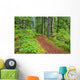 Trail To Proxy Falls In Willamette National Forest Wall Mural