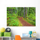 Trail To Proxy Falls In Willamette National Forest Wall Mural