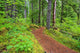 Trail To Proxy Falls In Willamette National Forest Wall Mural