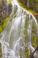 Proxy Falls In Willamette National Forest Wall Mural