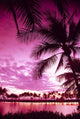 Pink Filter B1509 Wall Mural