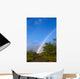 Hawaii, Big Island, North Kohala, Rainbow, Old Road, Kiawe Trees B1469 Wall Mural