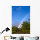 Hawaii, Big Island, North Kohala, Rainbow, Old Road, Kiawe Trees B1469 Wall Mural