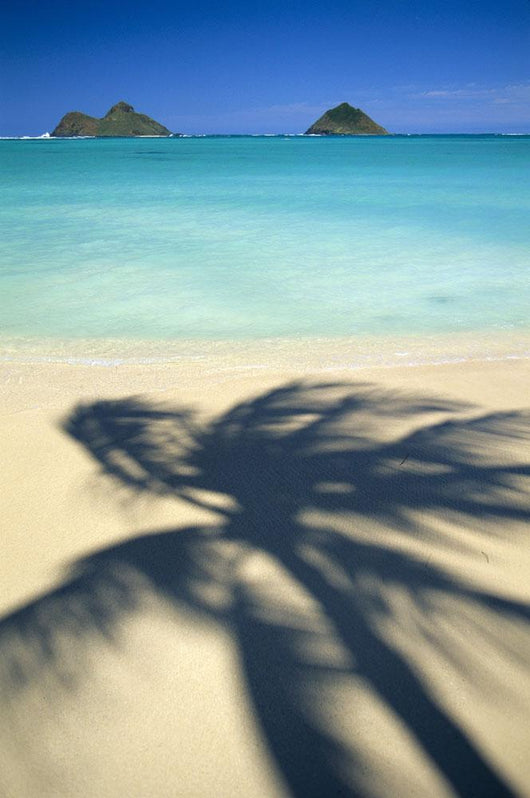 Shadow Of Palm B1489 Wall Mural