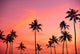 Palm Trees Silhouetted Against Hazy Orange Skies B1639 Wall Mural