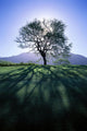 Silhouette Of Tree On Grassy Knoll, Mountain In Background B1628 Wall Mural