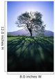 Silhouette Of Tree On Grassy Knoll, Mountain In Background B1628 Wall Mural