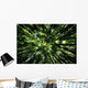 Hawaii, Bamboo Tree Forest, View Upward Toward Treetops B1625 Wall Mural