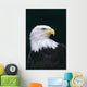 Alaska, Tongass National Forest, Bald Eagle Close-Up Portrait Wall Mural