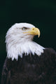 Alaska, Tongass National Forest, Bald Eagle Close-Up Portrait Wall Mural