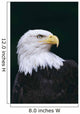 Alaska, Tongass National Forest, Bald Eagle Close-Up Portrait Wall Mural
