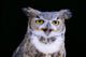 Great Horned Owl Portrait B1660 Wall Mural