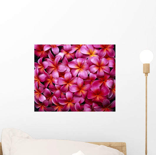 Flowers Pink Plumeria Frangipani, Background B1595 Wall Mural