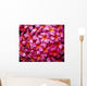 Flowers Pink Plumeria Frangipani, Background B1595 Wall Mural