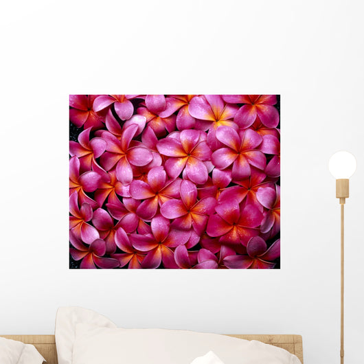 Flowers Pink Plumeria Frangipani, Background B1595 Wall Mural