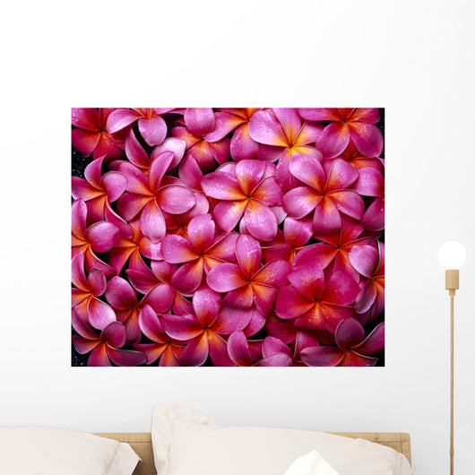 Flowers Pink Plumeria Frangipani, Background B1595 Wall Mural