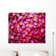 Flowers Pink Plumeria Frangipani, Background B1595 Wall Mural
