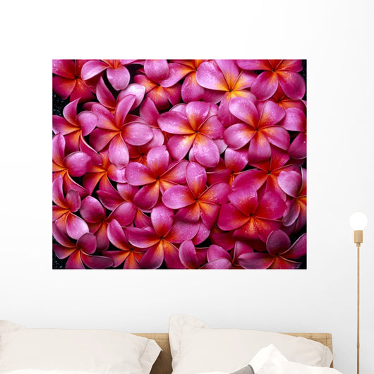 Flowers Pink Plumeria Frangipani, Background B1595 Wall Mural