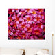Flowers Pink Plumeria Frangipani, Background B1595 Wall Mural
