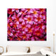 Flowers Pink Plumeria Frangipani, Background B1595 Wall Mural