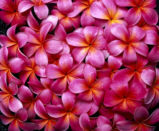 Flowers Pink Plumeria Frangipani, Background B1595 Wall Mural