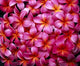 Flowers Pink Plumeria Frangipani, Background B1595 Wall Mural