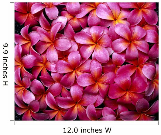 Flowers Pink Plumeria Frangipani, Background B1595 Wall Mural