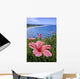 Hawaii, Pink Hibiscus Overlooking Beach B1589 Wall Mural