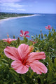 Hawaii, Pink Hibiscus Overlooking Beach B1589 Wall Mural