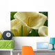 Hawaii, Big Island, Volcano, Calla Lilies, Close-Up B1587 Wall Mural