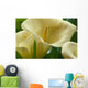Hawaii, Big Island, Volcano, Calla Lilies, Close-Up B1587 Wall Mural