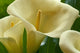 Hawaii, Big Island, Volcano, Calla Lilies, Close-Up B1587 Wall Mural