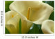 Hawaii, Big Island, Volcano, Calla Lilies, Close-Up B1587 Wall Mural