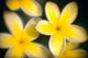 Close-Up Of Yellow Plumeria Flowers Soft Focus B1596 Wall Mural