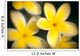 Close-Up Of Yellow Plumeria Flowers Soft Focus B1596 Wall Mural