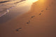 Footprints In Sand At Sunset, Shoreline Water B1452 Wall Mural