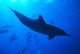 Spinner Dolphins Underwater, One Close-Up B1876 Wall Mural