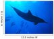 Spinner Dolphins Underwater, One Close-Up B1876 Wall Mural