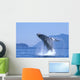 Alaska, Inside Passage, Humpback Whale Breaching B2006 Wall Mural