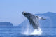 Alaska, Inside Passage, Humpback Whale Breaching B2006 Wall Mural