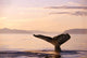 Alaska, Frederick Sound, Humpback Whale Fluke At Sunset B1988 Wall Mural