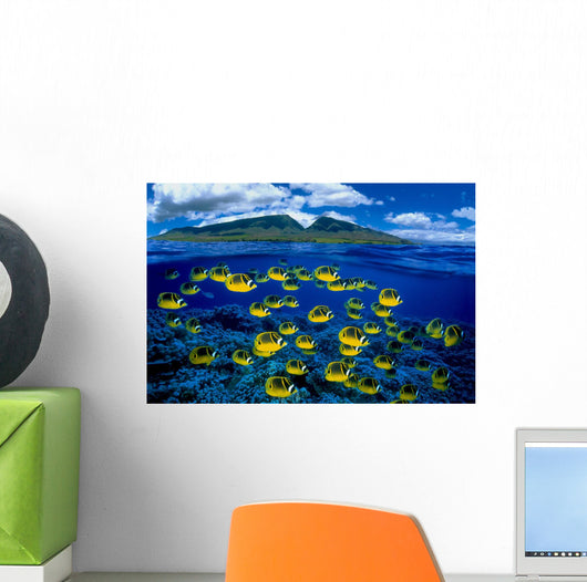 [Dc] Hawaii, Maui, Over/Under, Raccoon Butterflyfish B1929 Wall Mural
