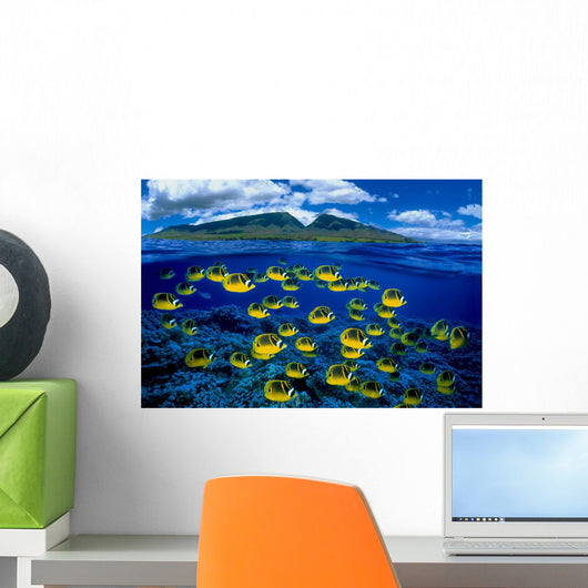 [Dc] Hawaii, Maui, Over/Under, Raccoon Butterflyfish B1929 Wall Mural